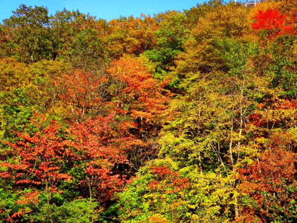 三国峠の紅葉は見頃です 公式 猿ヶ京温泉観光情報協会